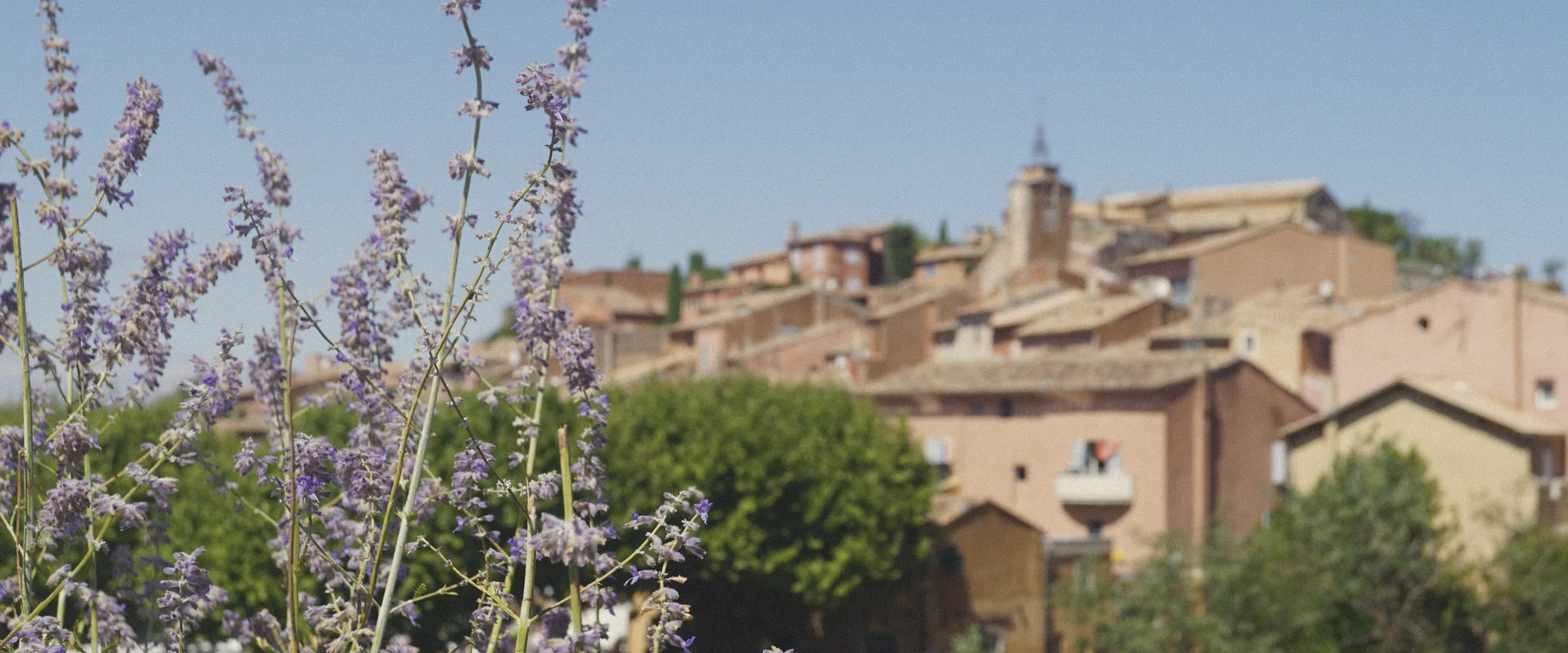 Wildflowers in front of the ochre houses of the Provençal village of Roussillon.