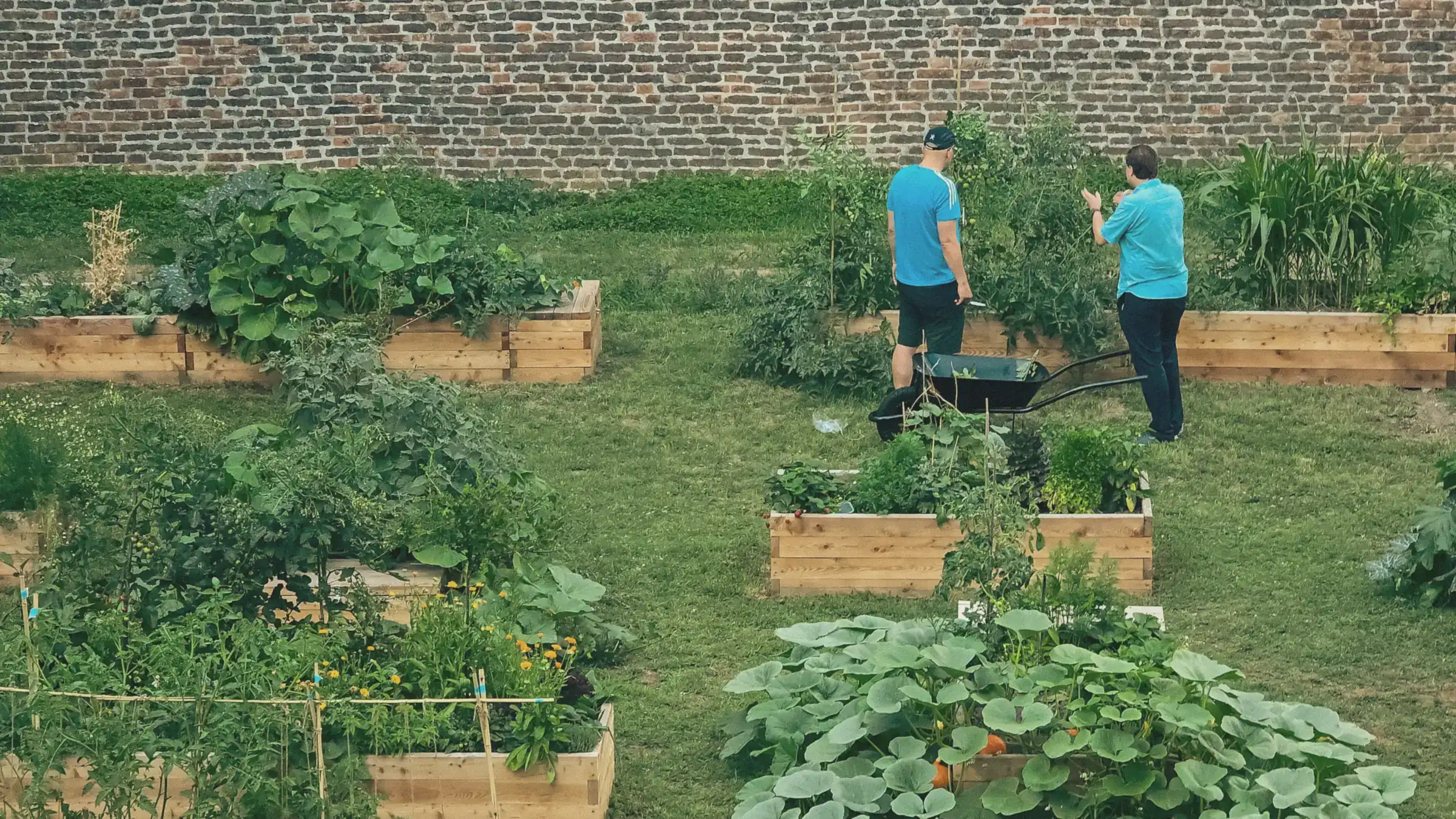 People tending raised vegetable beds in a walled community garden.